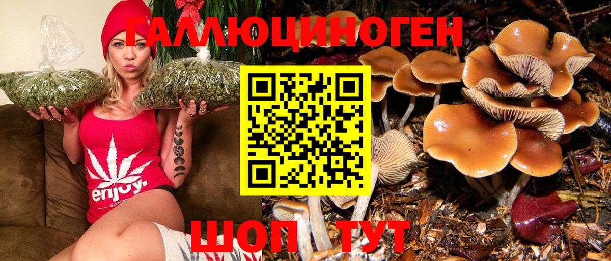 Шелехов  Галлюциногенные грибы Psilocybine cubensis  Вход с VPN 